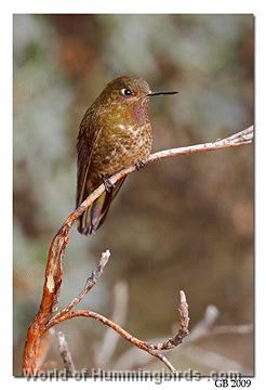 Hummingbird Garden Catalog: Violet-Throated Metaltail